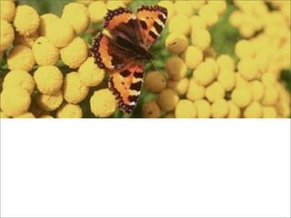 La lección de la  Mariposa