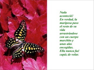 La lección de la  Mariposa