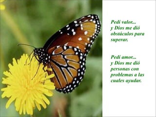 La lección de la  Mariposa