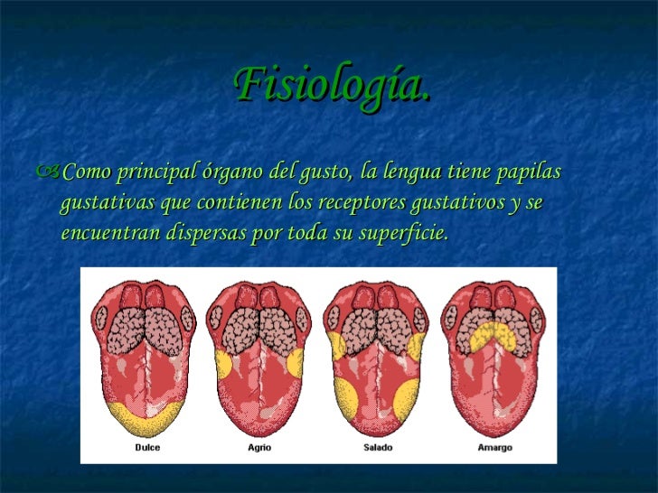 La Lengua Y Su Fisiologia
