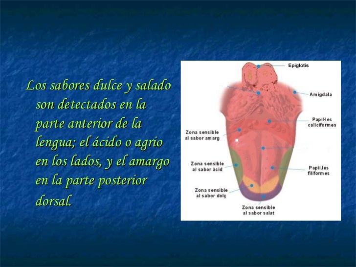 La Lengua Y Su Fisiologia