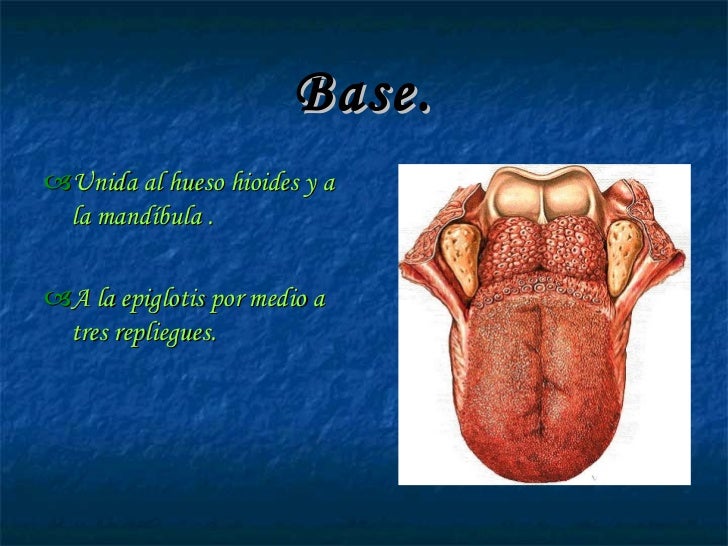 La Lengua Y Su Fisiologia