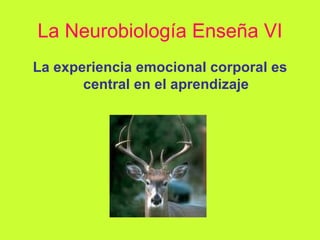 La Neurobiología Enseña VI La experiencia emocional corporal es central en el aprendizaje 
