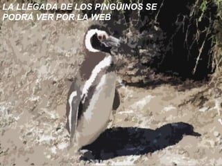 LA LLEGADA DE LOS PINGÜINOS SE PODRÁ VER POR LA WEB  