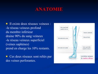 ANATOMIE Il existe deux réseaux veineux :  -le réseau veineux profond  du membre inférieur draine 90% du sang veineux -le réseau veineux superficiel  (veines saphènes) prend en charge les 10% restants.  Ces deux réseaux sont reliés par  des veines perforantes.  