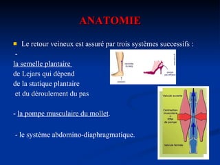 ANATOMIE Le retour veineux est assuré par trois systèmes successifs : - la semelle plantaire  de Lejars qui dépend  de la statique plantaire et du déroulement du pas -  la pompe musculaire du mollet . - le système abdomino-diaphragmatique.   