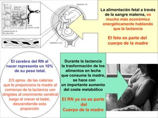 La alimentación fetal a través
de la sangre materna, es
mucho más económica
energéticamente hablando
que la lactancia
El feto es parte del
cuerpo de la madre
Durante la lactancia
la trasformación de los
alimentos en leche
que consume la madre,
se hace con
un importante aumento
del coste metabólico
El RN ya no es parte
del
Cuerpo de la madre
El cerebro del RN al
nacer representa un 10%
de su peso total.
2/3 aprox. de las calorías
que le proporciona la madre al
comienzo de la lactancia van
dirigidas al crecimiento cerebral
luego al crecer el bebé,
descendiende esta
proporción
 