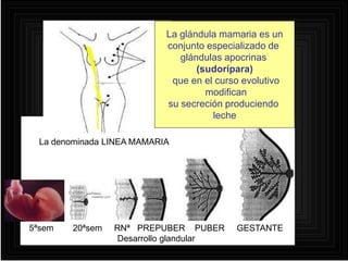 La denominada LINEA MAMARIA
5ªsem 20ªsem RNª PREPUBER PUBER GESTANTE
Desarrollo glandular
La glándula mamaria es un
conjunto especializado de
glándulas apocrinas
(sudorípara)
que en el curso evolutivo
modifican
su secreción produciendo
leche
 