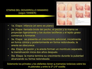 ETAPAS DEL DESARROLLO MAMARIO
(según TANNER)
Solamente los primates y los elefantes tienen g.mamarias torácicas sobre los
m.petorales y entre la 2ª y 6ª costilla
 
