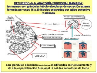 RECUERDO de la ANATOMÍA FUNCIONAL MAMARIA:
las mamas son glándulas túbulo-alveolares de secreción externa
formada por unos 15 a 20 lóbulos separadas por tejido conectivo
y adiposo
son glándulas apocrinas (sudoríparas) modificadas estructuralmente y
de alta especialización funcional  células secretoras de leche
Unidad
Contractil
LÓBULO
 
