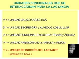 UNIDADES FUNCIONALES QUE SE
INTERACCIONAN PARA LA LACTANCIA
1ª >> UNIDAD GALACTOGENÉTICA
2ª >> UNIDAD SECRETORA o ALVEOLO-LOBULILLAR
3ª >> UNIDAD FUNCIONAL EYECTORA: PEZÓN y AREOLA
4ª >> UNIDAD PRENSORA de la AREOLA y PEZÓN
5ª >> UNIDAD DE SUCCIÓN DEL LACTANTE
(presión < > boca )
 