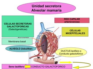 Unidad secretora
Alveolar mamaria
CELULAS SECRETORAS
GALACTOFORICAS
(Galactigenéticas)
Membrana basal
ALVEOLO (lobulillar)
RED CAPILAR
arteriovenosa
CÉLULAS
MIOEPITELIALES
DUCTUS lactifero o
Conducto galactofórico
Seno lactifero CONDUCTO GALACTOFORICO
 