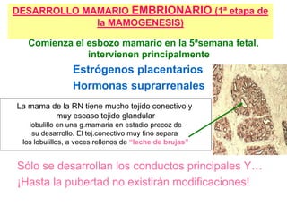 DESARROLLO MAMARIO EMBRIONARIO (1ª etapa de
la MAMOGENESIS)
Comienza el esbozo mamario en la 5ªsemana fetal,
intervienen principalmente
Estrógenos placentarios
Hormonas suprarrenales
Sólo se desarrollan los conductos principales Y…
¡Hasta la pubertad no existirán modificaciones!
La mama de la RN tiene mucho tejido conectivo y
muy escaso tejido glandular
lobulillo en una g.mamaria en estadio precoz de
su desarrollo. El tej.conectivo muy fino separa
los lobulillos, a veces rellenos de “leche de brujas”
 