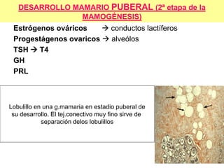 DESARROLLO MAMARIO PUBERAL (2ª etapa de la
MAMOGÉNESIS)
Estrógenos ováricos  conductos lactíferos
Progestágenos ovaricos  alveólos
TSH  T4
GH
PRL
Lobulillo en una g.mamaria en estadio puberal de
su desarrollo. El tej.conectivo muy fino sirve de
separación delos lobulillos
 