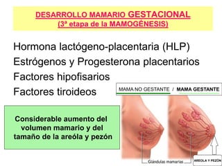 DESARROLLO MAMARIO GESTACIONAL
(3ª etapa de la MAMOGÉNESIS)
Hormona lactógeno-placentaria (HLP)
Estrógenos y Progesterona placentarios
Factores hipofisarios
Factores tiroideos MAMA NO GESTANTE / MAMA GESTANTE
Considerable aumento del
volumen mamario y del
tamaño de la areóla y pezón
AREOLA Y PEZÓN
 