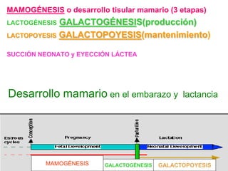 MAMOGÉNESIS o desarrollo tisular mamario (3 etapas)
LACTOGÉNESIS GALACTOGÉNESIS(producción)
LACTOPOYESIS GALACTOPOYESIS(mantenimiento)
SUCCIÓN NEONATO y EYECCIÓN LÁCTEA
Desarrollo mamario en el embarazo y lactancia
MAMOGÉNESIS GALACTOGÉNESIS GALACTOPOYESIS
 