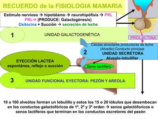 RECUERDO de la FISIOLOGIA MAMARIA
UNIDAD FUNCIONAL EYECTORA: PEZÓN Y AREOLA
Celulas alveolares productoras de leche
(Alveólo) Conducto principal
UNIDAD SECRETORA
Alveolo-lobulillar
Seno lactífero
EYECCIÓN LACTEA
espontánea, reflejo o succión
10 a 100 alveólos forman un lobulillo y estos los 15 o 20 lóbulos que desembocan
en los conductos galactofóricos de 1º, 2º y 3º orden  senos galactóforicos o
senos lactíferos que terminan en los conductos escretores del pezón
Estímulo nervioso  hipotálamo  neurohipófisis  PRL
PRL (PRODUCE: Galactogénesis)
Oxitocina + Succión  secreción de leche
PROLACTINA
UNIDAD GALACTOGENÉTICA
1
2
3
 