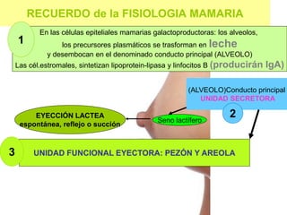 RECUERDO de la FISIOLOGIA MAMARIA
UNIDAD FUNCIONAL EYECTORA: PEZÓN Y AREOLA
(ALVEOLO)Conducto principal
UNIDAD SECRETORA
Seno lactífero
EYECCIÓN LACTEA
espontánea, reflejo o succión
En las células epiteliales mamarias galactoproductoras: los alveolos,
los precursores plasmáticos se trasforman en leche
y desembocan en el denominado conducto principal (ALVEOLO)
Las cél.estromales, sintetizan lipoprotein-lipasa y linfocitos B (producirán IgA)
1
3
2
 