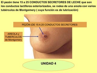 El pezón tiene 15 a 25 CONDUCTOS SECRETORES DE LECHE que son
los conductos lactíferos exteriorizados, se rodea de una areola con varios
tubérculos de Montgomery ( cuya función es de lubricación)
UNIDAD 4
AREOLA y
TUBERCULOS
de Montgomery
PEZÓN (DE 15 A 25 CONDUCTOS SECRETORES
 
