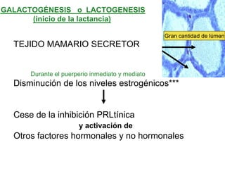 GALACTOGÉNESIS o LACTOGENESIS
(inicio de la lactancia)
TEJIDO MAMARIO SECRETOR
Durante el puerperio inmediato y mediato
Disminución de los niveles estrogénicos***
Cese de la inhibición PRLtínica
y activación de
Otros factores hormonales y no hormonales
Gran cantidad de lúmen
 