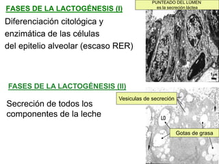 FASES DE LA LACTOGÉNESIS (I)
Diferenciación citológica y
enzimática de las células
del epitelio alveolar (escaso RER)
FASES DE LA LACTOGÉNESIS (II)
Secreción de todos los
componentes de la leche
PUNTEADO DEL LÚMEN
es la secreción láctea
Vesiculas de secreción
Gotas de grasa
 