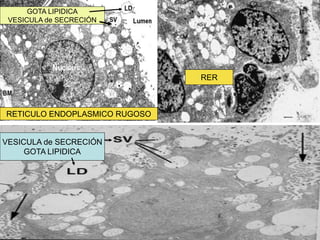 GOTA LIPIDICA
VESICULA de SECRECIÓN
VESICULA de SECRECIÓN
GOTA LIPIDICA
RETICULO ENDOPLASMICO RUGOSO
RER
 