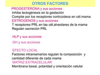 OTROS FACTORES
PROGESTERONA y sus acciones
Inhibe lactogénesis en la gestación
Compite por los receptores corticoideos en cél.mama
ESTROGENOS y sus acciones
 receptores PRL en las cél.alveolares de la mama
Regulan secreción PRL
HLP y sus acciones
GH y sus acciones
EFECTO LOCAL
Factores intramamarios regulan la composición y
cantidad diferente de cada mama
MATRIZ EXTRACELULAR
Membrana basal, polaridad y orientación celular
 