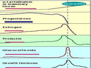 A las 24h del PARTO
 