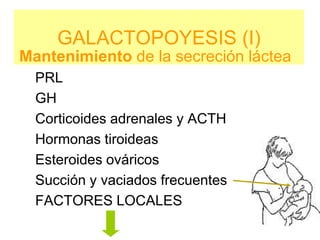 GALACTOPOYESIS (I)
Mantenimiento de la secreción láctea
PRL
GH
Corticoides adrenales y ACTH
Hormonas tiroideas
Esteroides ováricos
Succión y vaciados frecuentes
FACTORES LOCALES
 