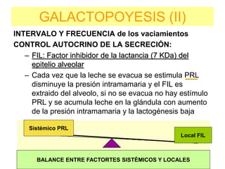 GALACTOPOYESIS (II)
INTERVALO Y FRECUENCIA de los vaciamientos
CONTROL AUTOCRINO DE LA SECRECIÓN:
– FIL: Factor inhibidor de la lactancia (7 KDa) del
epitelio alveolar
– Cada vez que la leche se evacua se estimula PRL
disminuye la presión intramamaria y el FIL es
extraido del alveolo, si no se evacua no hay estímulo
PRL y se acumula leche en la glándula con aumento
de la presión intramamaria y la lactogénesis baja
Sistémico PRL
Local FIL
BALANCE ENTRE FACTORTES SISTÉMICOS Y LOCALES
 