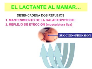 DESENCADENA DOS REFLEJOS
1. MANTENIMIENTO DE LA GALACTOPOYESIS
2. REFLEJO DE EYECCIÓN (musculatura lisa)
EL LACTANTE AL MAMAR…
SUCCIÓN SUCCIÓN+PRENSIÓN
 