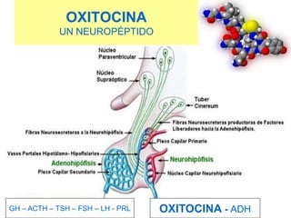 OXITOCINA
UN NEUROPÉPTIDO
OXITOCINA - ADH
GH – ACTH – TSH – FSH – LH - PRL
 