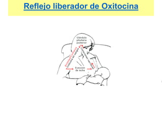 Reflejo liberador de Oxitocina
 