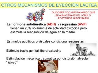 OTROS MECANISMOS DE EYECCIÓN LÁCTEA
La hormona antidiurética (ADH) vasopresina (AVP)
tienen un 20% solamente de actividad oxitócica pero
estimula la reabsorción de agua en la madre
Estímulos auditivos o visuales condiciona respuestas
Estímulo tracto genital libera oxitocina
Estimulación mecánica traumática por distorsión alveolar
“apoyo”
OLIGOPÉPTIDO HIPOTALÁMICO QUE
SE ALMACENA EN EL LOBULO
POSTERIOR HIPOFISARIO
 