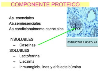 COMPONENTE PROTEICO
Aa. esenciales
Aa.semiesenciales
Aa.condicionalmente esenciales
INSOLUBLES
– Caseínas
SOLUBLES
– Lactoferrina
– Lisozima
– Inmunoglobulinas y alfalactalbúmina
ESTRUCTURA ALVEOLAR
 