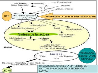 Síntesis de la lactosa
RER
LECHE
VESICULAS
SECRETORAS
DE GOLGI
PROTEINAS DE LA LECHE SE SINTETIZAN EN EL RER
PARA MUCHOS AUTORES LA SÍNTESIS DE LA
LACTOSA ES LA CLAVE DE LA SECRECIÓN
LACTEA
 