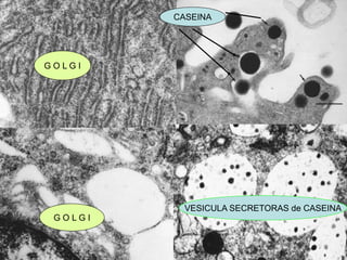VESICULA SECRETORAS de CASEINA
CASEINA
G O L G I
G O L G I
 