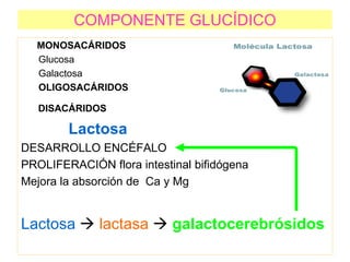 COMPONENTE GLUCÍDICO
MONOSACÁRIDOS
Glucosa
Galactosa
OLIGOSACÁRIDOS
DISACÁRIDOS
Lactosa
DESARROLLO ENCÉFALO
PROLIFERACIÓN flora intestinal bifidógena
Mejora la absorción de Ca y Mg
Lactosa  lactasa  galactocerebrósidos
 