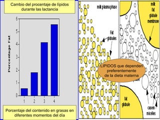 Cambio del procentaje de lípidos
durante las lactancia
LIPIDOS que dependen
preferentemente
de la dieta materna
Porcentaje del contenido en grasas en
diferentes momentos del día
 