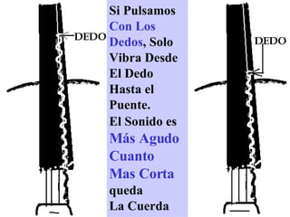 Si Pulsamos  Con Los   Dedos , Solo Vibra Desde El Dedo Hasta el Puente. El Sonido es  Más Agudo Cuanto  Mas Corta   queda La Cuerda 