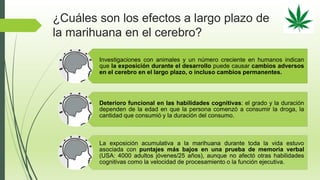 ¿Cuáles son los efectos a largo plazo de
la marihuana en el cerebro?
Investigaciones con animales y un número creciente en humanos indican
que la exposición durante el desarrollo puede causar cambios adversos
en el cerebro en el largo plazo, o incluso cambios permanentes.
Deterioro funcional en las habilidades cognitivas: el grado y la duración
dependen de la edad en que la persona comenzó a consumir la droga, la
cantidad que consumió y la duración del consumo.
La exposición acumulativa a la marihuana durante toda la vida estuvo
asociada con puntajes más bajos en una prueba de memoria verbal
(USA: 4000 adultos jóvenes/25 años), aunque no afectó otras habilidades
cognitivas como la velocidad de procesamiento o la función ejecutiva.
 