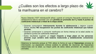 ¿Cuáles son los efectos a largo plazo de
la marihuana en el cerebro?
Nueva Zelanda (1037 individuos/20 años): cuando el consumo frecuente comenzó en la
adolescencia estuvo asociado con una pérdida en promedio de 6 y hasta 8 puntos de
coeficiente intelectual a mitad de la etapa adulta.
• Quienes consumieron intensamente durante la adolescencia y dejaron cuando
fueron adultas NO recuperaron los puntos de coeficiente intelectual que habían
perdido.
• Quienes comenzaron a consumir marihuana en forma intensa en la edad adulta no
perdieron puntos de coeficiente intelectual.
• Estos resultados sugieren un mayor impacto a largo plazo en las personas
jóvenes cuyo cerebro está todavía madurando y estableciendo conexiones
nuevas.
Deteriora la memoria porque el THC altera la forma en que el hipocampo procesa la
información. La exposición crónica acelera la pérdida de neuronas del hipocampo
relacionada con la edad. La mayor parte de estos datos provienen de estudios con
animales.
 