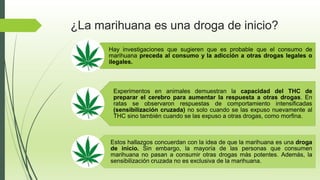Hay investigaciones que sugieren que es probable que el consumo de
marihuana preceda al consumo y la adicción a otras drogas legales o
ilegales.
Experimentos en animales demuestran la capacidad del THC de
preparar el cerebro para aumentar la respuesta a otras drogas. En
ratas se observaron respuestas de comportamiento intensificadas
(sensibilización cruzada) no solo cuando se las expuso nuevamente al
THC sino también cuando se las expuso a otras drogas, como morfina.
Estos hallazgos concuerdan con la idea de que la marihuana es una droga
de inicio. Sin embargo, la mayoría de las personas que consumen
marihuana no pasan a consumir otras drogas más potentes. Además, la
sensibilización cruzada no es exclusiva de la marihuana.
¿La marihuana es una droga de inicio?
 