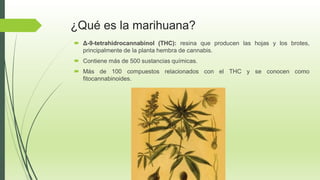¿Qué es la marihuana?
 Δ-9-tetrahidrocannabinol (THC): resina que producen las hojas y los brotes,
principalmente de la planta hembra de cannabis.
 Contiene más de 500 sustancias químicas.
 Más de 100 compuestos relacionados con el THC y se conocen como
fitocannabinoides.
 