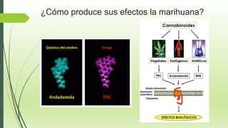 ¿Cómo produce sus efectos la marihuana?
 