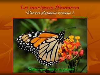 La mariposa Monarca
 (Danaus plexippus erippus )
                            Por G. Pellegrini




  Sabías que visita tu jardín?
 