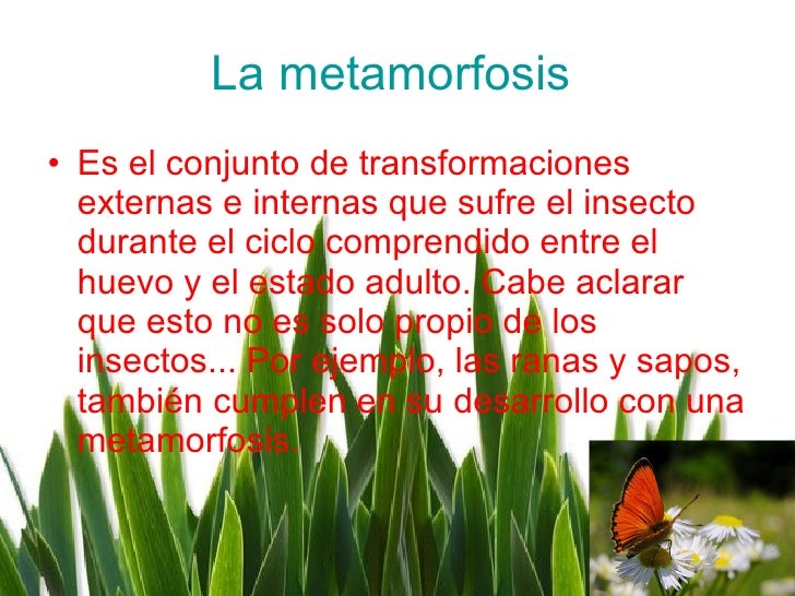 El medio por el aumento del crecimiento de los cabello