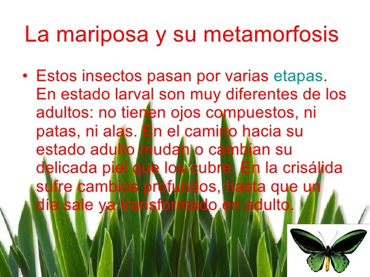 La mariposa y su metamorfosis   <ul><li>Estos insectos pasan por varias  etapas .  En estado larval son muy diferentes de ...