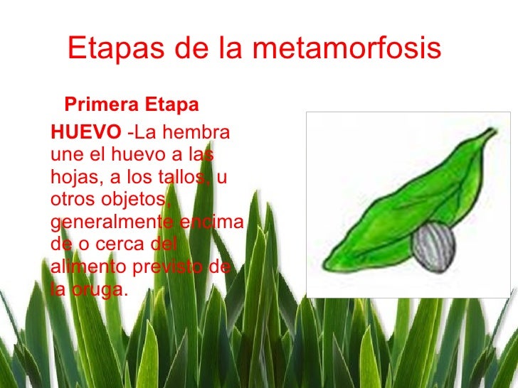 Etapas de la metamorfosis   <ul><li>Primera Etapa   </li></ul><ul><li>HUEVO  -La hembra une el huevo a las hojas, a los ta...