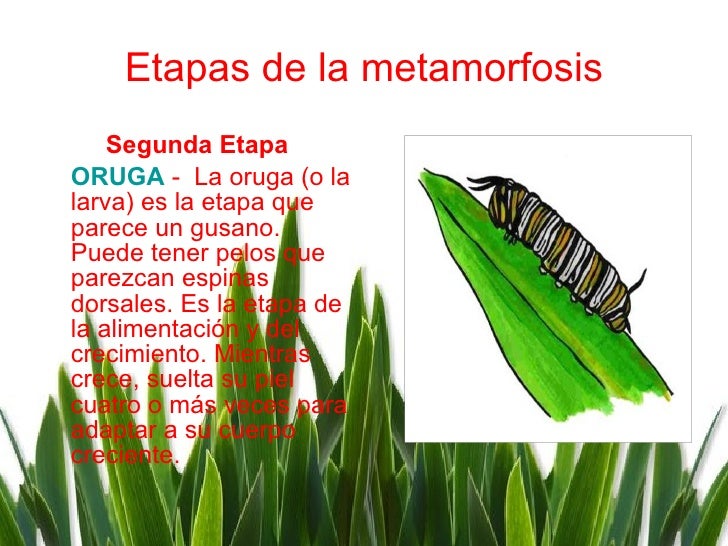 Etapas de la metamorfosis <ul><li>Segunda Etapa </li></ul><ul><li>ORUGA  -  La oruga (o la larva) es la etapa que parece u...